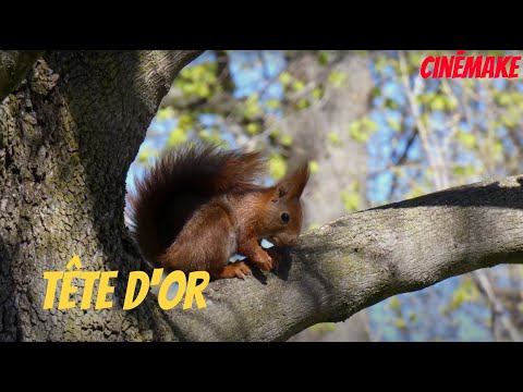 Tête d'Or - [CinéMake]