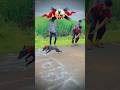 kolhapur dog race || dog res || Dog racing kolhapur || #shorts