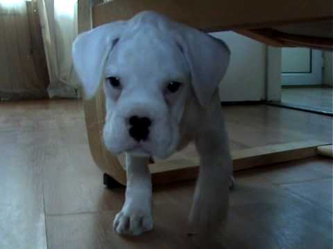 Alfie. The movie. Part II (Cute pooch white boxer)