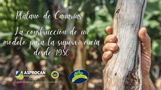 El plátano de Canarias  La construcción de un modelo para la supervivencia desde 1986