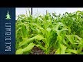 Results from our first-year Back to Eden garden: Corn, Beans, and Squash (Three Sisters Method)