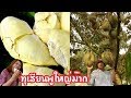 กินทุกเรียนแบบสะใจพูใหญ่ม๊าก เที่ยวสวนทุเรียนภูเขาไฟศรีสะเกษ จ.ศรีสะเกษ ดูสวนยางบ้านป้าแป๋ว