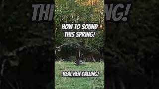 Sound Like a Pro: Real Hen Turkey Calling #hunting #turkey #tips #turkeyhunting #outdoors #wildlife screenshot 4