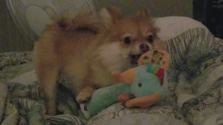 Pomeranian Puppy Howl with Squeeky Toy Cute