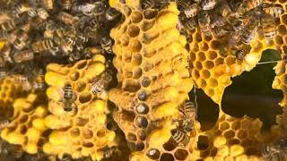 Bee hive split and inspection