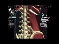 Quick overview of anatomy of quadratus lumborum
