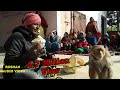 2-बंगाली जादूगर || बन्दर बंदरिया का खेल || कमाल का खेल bandar bandriya ka khel || रोशन ओडियो विडियो