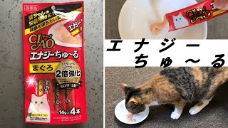 パワーアップ版CIAOちゅ～る「エナジーちゅ～る」をあげてみた