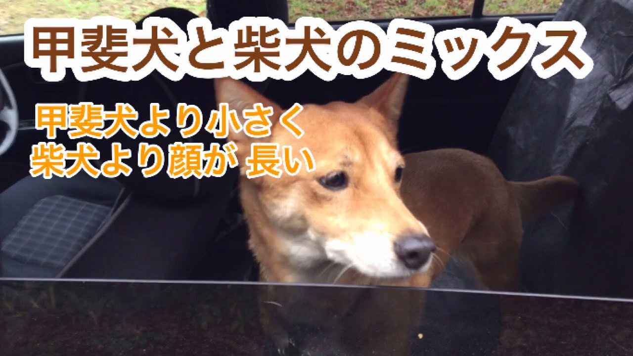 甲斐犬と柴犬のミックスです 甲斐犬よりも小さく柴犬よりも鼻が長いです アップロードのテストです 短くてごめんなさい Youtube 甲斐犬と柴犬のミックスです 甲斐犬よりも小さく柴犬よりも鼻が長いです アップロードのテストです 短くてごめんなさい Youtube