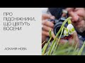 Руслан Мішустін про осінньоквітучі підсніжники Руслан Мішустін про осінньоквітучі підсніжники