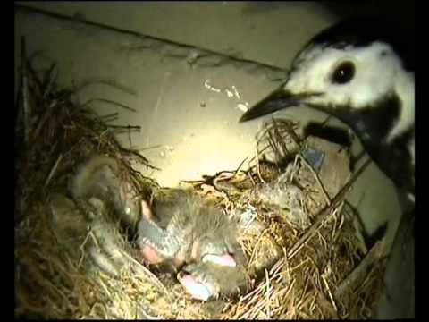 Coppia Di Ballerina Bianca Motacilla Alba Mentre Nutrono I Piccoli Youtube