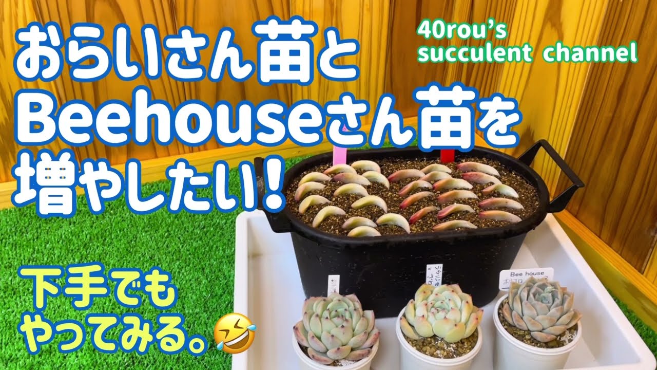 多肉植物】🍀おらいさん苗とBeehouseさん苗を増やしたい！ - YouTube