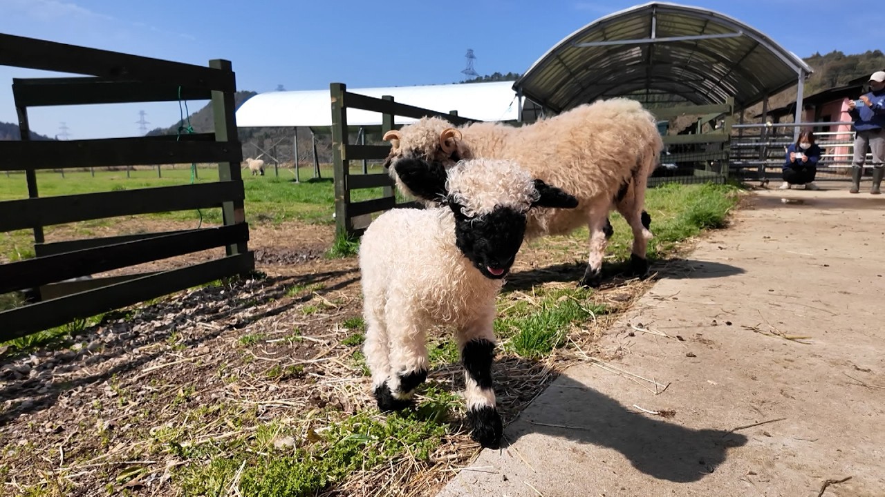 The world's cutest baby sheep is now on public display at
