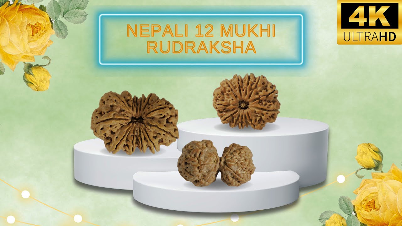 Nepali 12 Mukhi Rudraksha Benefits Meaning And How To Wear It nepali-12-mukhi-rudraksha-benefits-meaning-and-how-to-wear-it