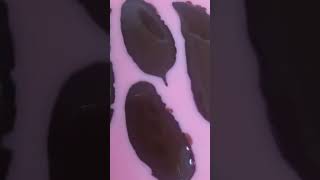 קישוטי שוקולד עלים