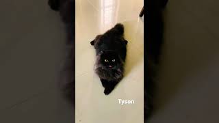 My new persian cat TYSON …he is a male ,black cat ,with huge eyes.