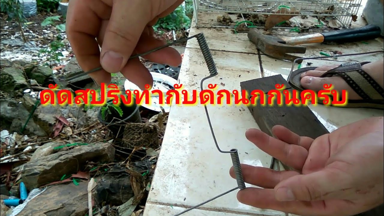 วิธีดัดสปริงทำกับดักนกหรือสัตว์