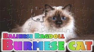Burmese cat  Balinese Ragdoll  cute cat  puzzle #animalspuzzle #WAPPuzzle