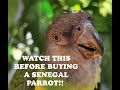 If you think about buying a Senegal parrot... WATCH THIS FIRST!