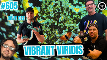 Designer Green Tree Python History w/ Dave Dee of Vibrant Viridis | All In The Tree Tuesday Live