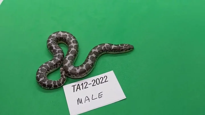 TA12-2022