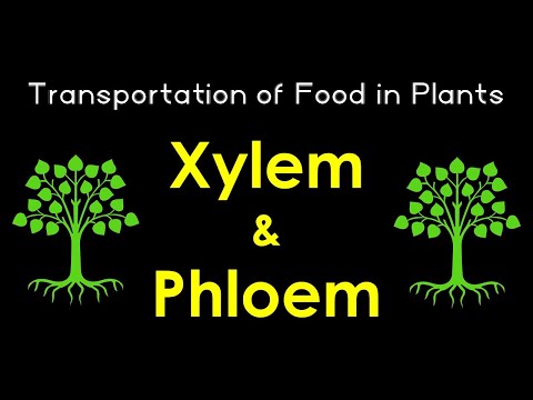 Xylem and Phloem | Transportation of food in Plant