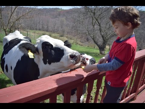 early-spring-joy-for-rescued-cow-and-calves
