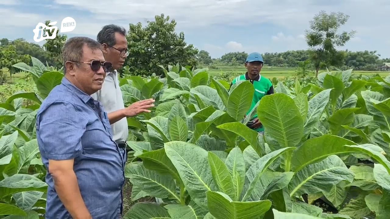 Gunakan Pupuk Hens, Petani Tembakau Di Bojonegoro Untung Dua Kali Lipat