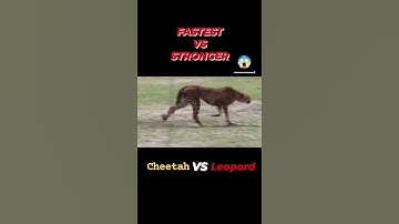 CHEETAH VS LEOPARD #wildlife #animals #shorts #cheetah #leopard #predator
