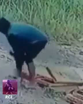 Viral || Begini cara maling ayam