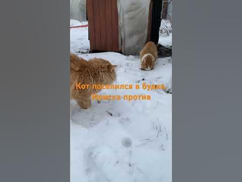 А Васька слушает, да ест - YouTube