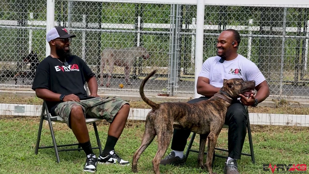 Why I Chose the Presa Canario