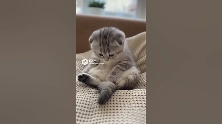 Video 11794771: adorable scottish fold kitten, scottish fold cat sleeping, cute scottish fold cat, adorable kitten fight, cat fight funniest, 4k cute cat