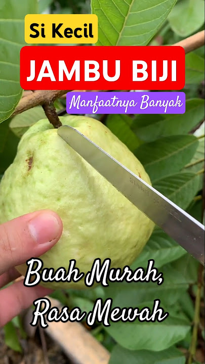 JAMBU BIJI : Buah Murah Rasa Mewah, Manfaatnya Banyak #youtubeshorts #feedshorts #shorts #fyp