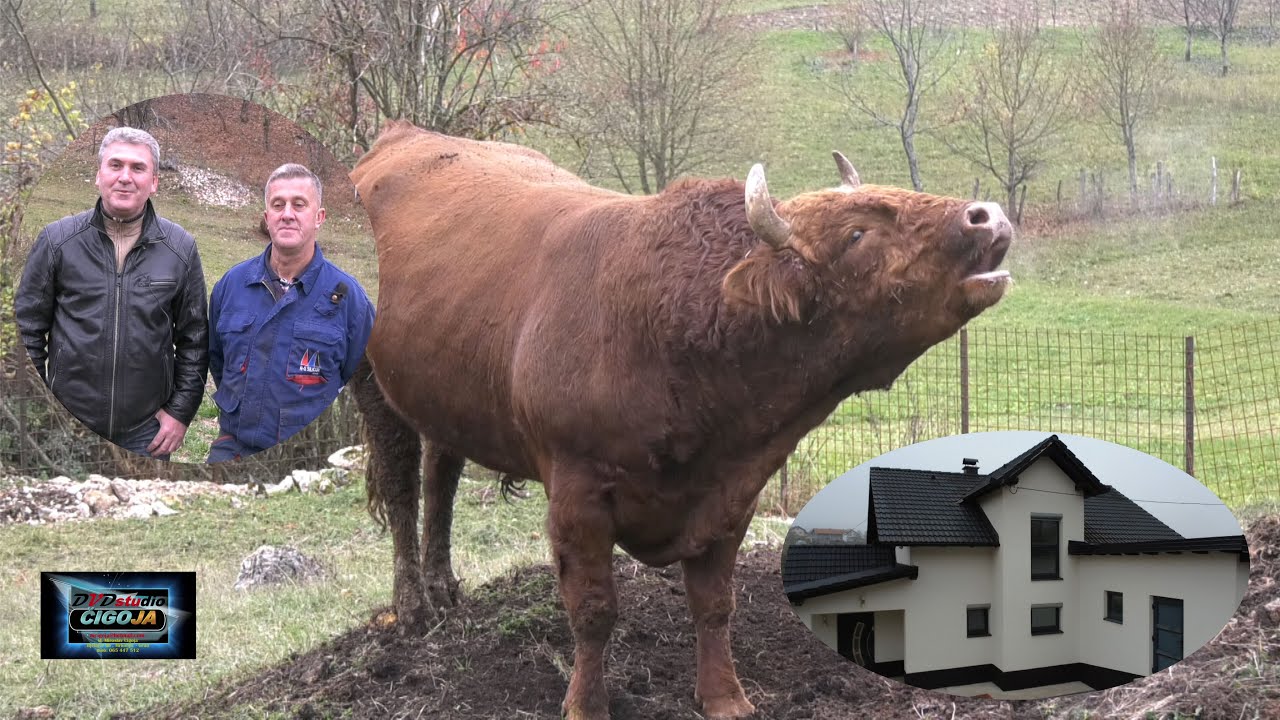 - KUPIO BIKA KOJI NEODOLJIVO PODSJECA NA LEGENDARNOG VLASINJSKOG CVIJANA