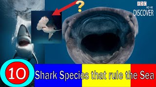 Sharks-The Ancient Rulers of the Sea-facts, types and figures