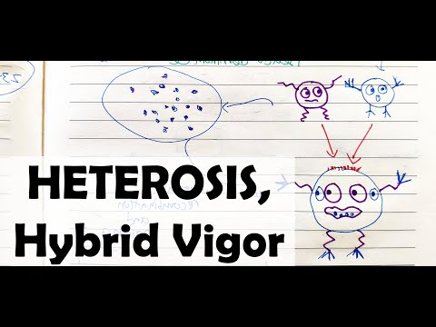 Heterosis_HELICASE چیست؟