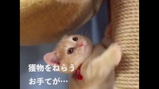 マンチカンの 子猫ちゃん が短い手足で 猫パンチ 😝【PECOTV】