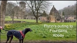 Flynn the retired greyhound - Visit to Fountains Abbey