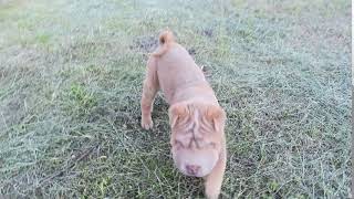 MINI SIZE SHAR PEI PUPPY