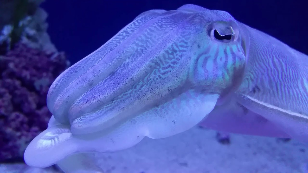 Cuttlefish at Monterey Bay Aquarium March 2018