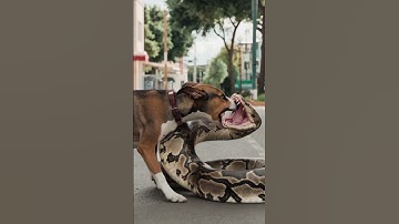 Dog vs python fight in the middle of the road 😲🔥 #pythong #animals #wildlife #shorts