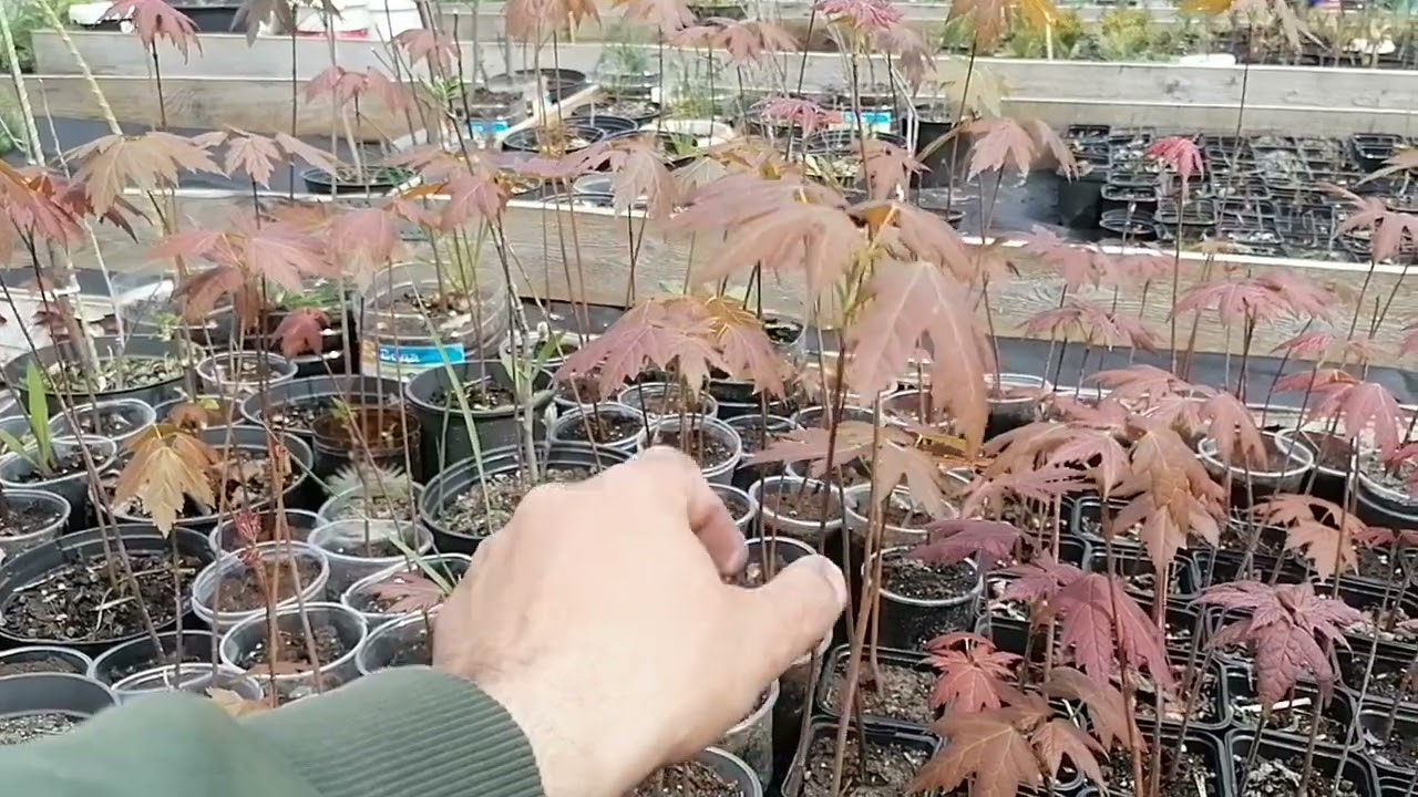 Клен серебристый. Размножение. Уход.