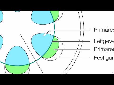 Primäre Sprossachse innere Anatomie