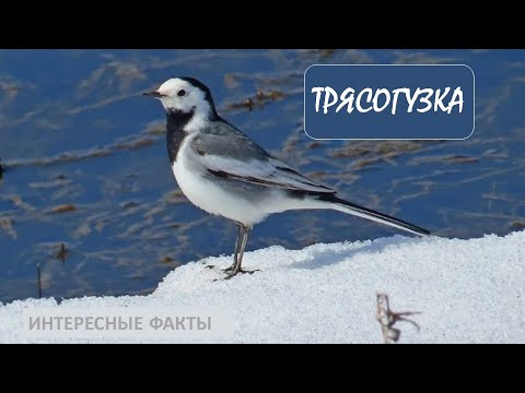 ТРЯСОГУЗКА🐦/Животные life/Птицы/Животные/Интересные факты