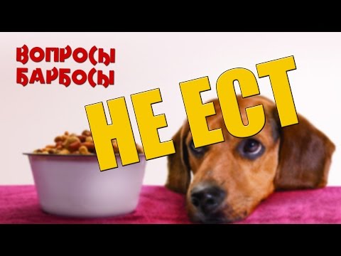 Собака не ест из миски