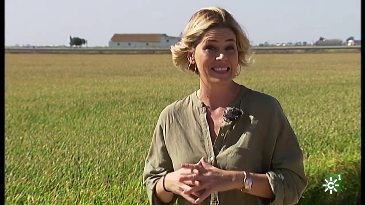 Tierra y Mar | Arrozales del entorno de Doñana