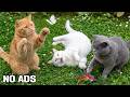 12 Hours Calming Music for Cats 🐾 Gentle Sounds to Calm Separation Anxiety