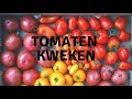 Hoe kweek ik tomaten  mijn tomatenjaar 2018