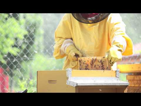 Video: Cosa alimenta la larva dalle api?